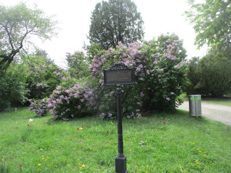 Šeříky na vídeňském hřbitově sv. Marka